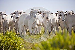 Nellore cattle in the pasture of Brazilian farms photo