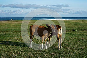 Cattle are being grazed in the meadow