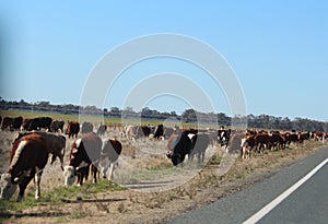 Cattle Being Herded along the Roadside