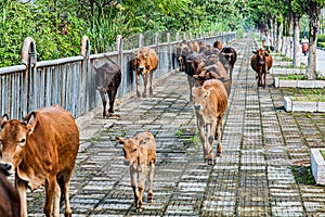 Cattle being herded down the sidewalk in GuiLin China