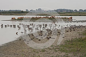 Cattle and birds search for cooling together during a hot summer