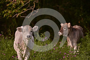 Cattle from the Bovidae family grazing in a lush and green springtime garden