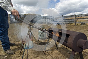 Cattle Branding Activities