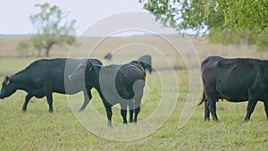 Cattle brazing in fields. Black angus cows as herd. Powerful black cow that eats grass. Real time.