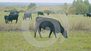 Cattle brazing in fields. Black angus cows as herd. Powerful black cow that eats grass. Real time.