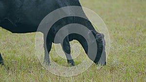 Cattle brazing in fields. Black angus cows as herd. Powerful black cow that eats grass. Selective focus.