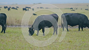 Cattle brazing in fields. Black angus cows as herd. Powerful black cow that eats grass. Selective focus.