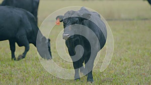 Cattle brazing in fields. Black angus cows as herd. Powerful black cow that eats grass. Selective focus.