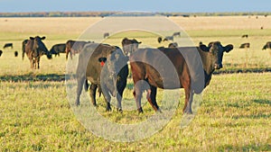 Cattle brazing in fields. Black angus cows as herd. Powerful black cow that eats grass. Static view.