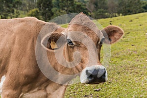 Cattle breed jersey and ostensible breeding for milk production