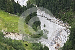 Cattle breeding along Zamser stream, Austria