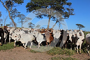 Cattle breeding photo