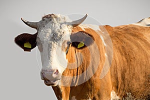 Cattle breeding concept