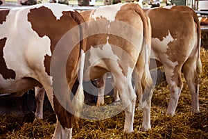 Cattle breeding concept