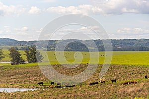 Cattle breeding farm in natural pasture