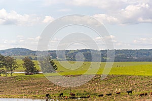 Cattle breeding farm in natural pasture