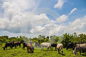 Cattle breeding. Herd of African cattle. Husbandry. Cows. Beautiful landscape. Close up