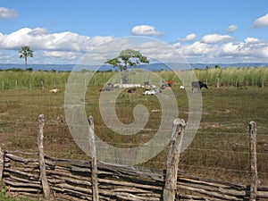 Cattle breeding in the interior of CearÃÂ¡ photo