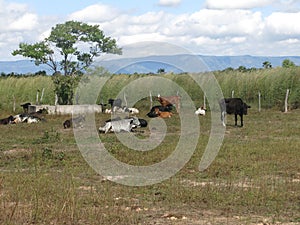 Cattle breeding in the interior of CearÃ¡