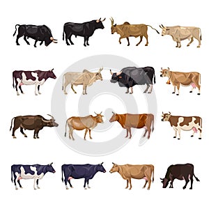 Cattle breeding set photo