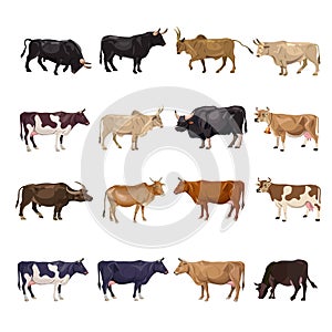 Cattle breeding set