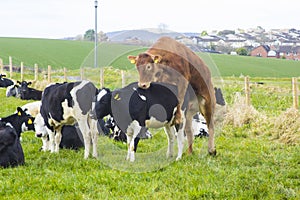 Toro assemblaggio una mucca da bestiame 