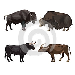 Cattle bulls images