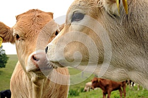 Cattle calves