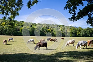 Cattle With Calves Grazing On Summer Pasture On UK Livestock Farm