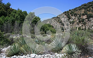 Cattle Canyon Yuccas photo