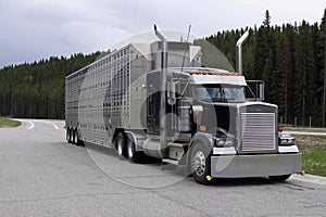 Cattle Carrier photo