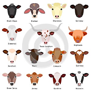 Cattle chart with breeds name