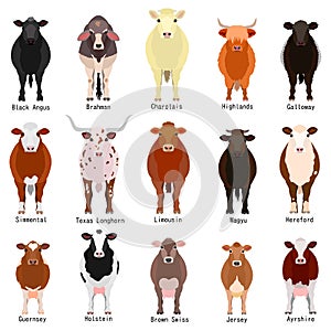 Cattle chart with breeds name