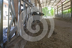 Cattle of chianina breed in a cowshed