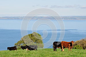 Cattle on Cliffs, Hartland Point, Devon, England