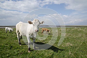 Cattle at coastal pastureland photo