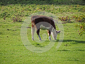 Coe Fen meadowland cattle in Cambridge photo