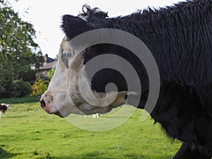 Coe Fen meadowland cattle in Cambridge photo