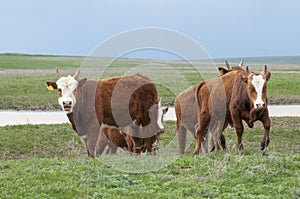 Cattle,colloquially cows,are the most common type of large domesticated ungulates.