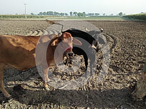 CATTLE ,COLLOQUIALY COWS ,SUB FAMILY BOVINAE ,GENUS :BOS