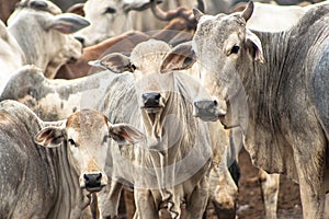 Cattle in confinement