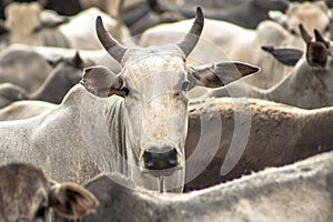 Cattle in confinement