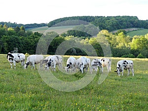 Cattle conservation grazing on the Chorleywood House Estate