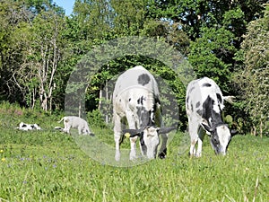 Cattle conservation grazing at The Dell, Chorleywood House Estate