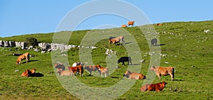 Cattle contently grazing on a hillside.
