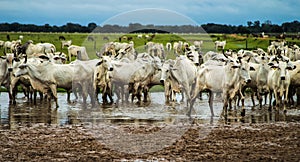 Cattle in the corral