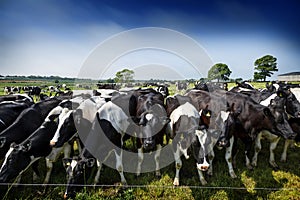 Cattle on a country farm No. 4