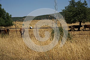 Cattle of cow grazing in a dried land