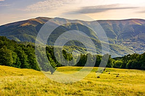 Cattle of cow grazing at the foot of Apetska mount