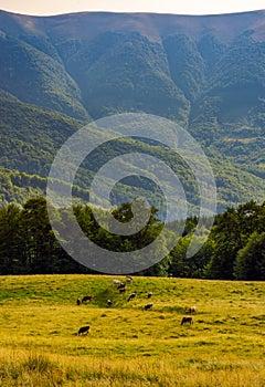 Cattle of cow grazing at the foot of Apetska mount